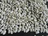 Export type white 8 and 9 (peeled, sorted) - фото 1