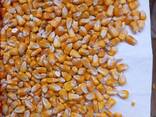 We sell non-GMO corn fodder FOB or CIF - photo 1