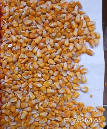 We sell non-GMO corn fodder FOB or CIF