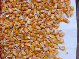 Climate şirketi 50.000 ton mısır tedariki sunuyor