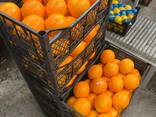 Апельсин - фото 1