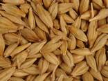 Barley for sale 2026 crop - photo 1