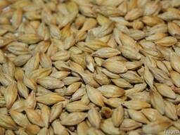 Barley from Ukraine