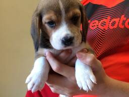 Beagle Puppies ready to go now. whatsapp us: