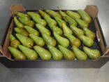Best pears from Poland wholesale - photo 3