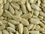Seeds original sunflower seeds Wholesale Dried Sunflower Kernels - фото 3