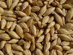 Buğday taneleri, mısır, soya fasulyesi, arpa, kolza tohumu, ayçiçeği, karabuğday