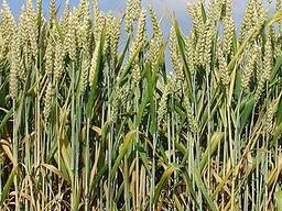 Buğday (Wheat) İhracatı — 1.000 tondan itibaren