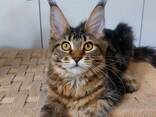Чистокровные котята Мейн-Кун клубные. Котята Мейн-Кун в Турции. Котята Мейн-Кун в Стамбул. - фото 2
