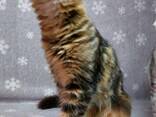 Чистокровные котята Мейн-Кун клубные. Котята Мейн-Кун в Турции. Котята Мейн-Кун в Стамбул. - фото 4