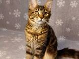 Чистокровные котята Мейн-Кун клубные. Котята Мейн-Кун в Турции. Котята Мейн-Кун в Стамбул. - фото 5