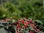 Coffee - photo 6