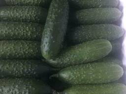 Cucumber