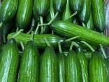 Cucumber , hıyar - фото 1