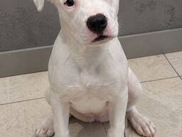 Dogo Argentino yavru, 4 aylık, dişi