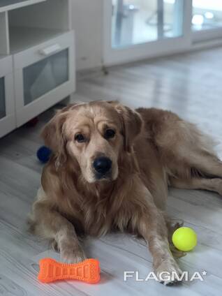 Erkek Golden Retriever için Eş Arıyoruz (Antalya)