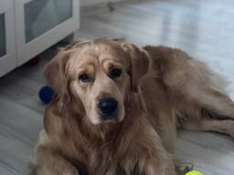 Erkek Golden Retriever için Eş Arıyoruz (Antalya)