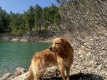 Erkek Golden Retriever için Eş Arıyoruz (Antalya) - photo 3