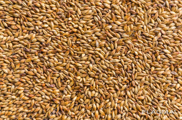 Buğday satışı, 11.5 kalite, 7000t. FOB İzmir
