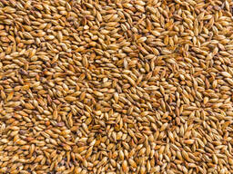FOB Köstence koşullarında durum ve camsı buğday satışı