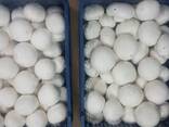 Fresh quality champignons from Poland - photo 1