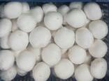 Fresh quality champignons from Poland - photo 2