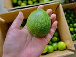 Fresh Seedless Lime from Vietnam - photo 3