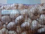 Garlic - фото 1