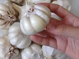 Garlic - фото 2