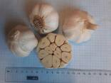 Garlic - фото 3