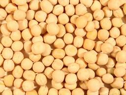 Nohut / Chickpeas İhracatı — 1.000 tondan itibaren