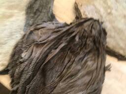 Говяжья книжка