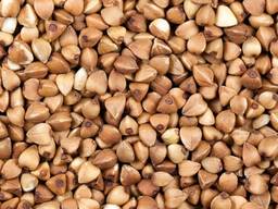 Гречка, гречневая крупа karabuğday, karabuğday kabuğu çıkarı