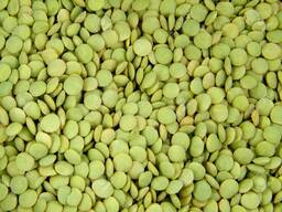 Green Lentils SORTEX Quality