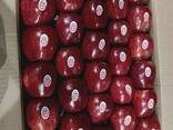 Из Турции оптовая продажа яблок - фото 1