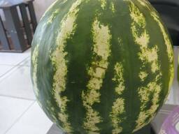 Karpuz