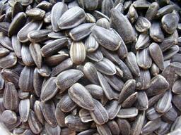 Kazakistan Cumhuriyeti’nden Ayçiçeği (Oil Sunflower Seeds) Tedariki