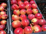 Компассфрут экспортирует свежие фрукты и овощи - фото 3