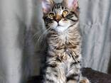 Maine Coon cinsi yavru kediler. Tamamlanmış evrak paketi. Mükemmel soyağacı. - photo 3