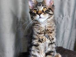 Котятя породы Мейн-Кун. Полный пакет документов. Отличная родословная.