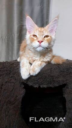 Maine Coon cinsi yavru kediler. Tamamlanmış evrak paketi. Mükemmel soyağacı.