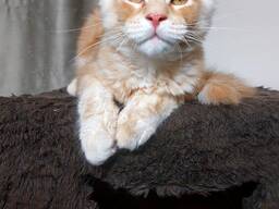 Maine Coon cinsi yavru kediler. Tamamlanmış evrak paketi. Mükemmel soyağacı.