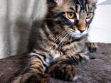 Maine Coon cinsi yavru kediler. Tamamlanmış evrak paketi. Mükemmel soyağacı. - photo 2