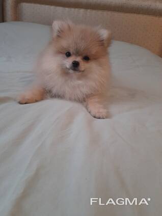 Щенки померанского шпица