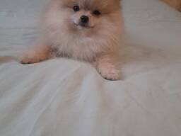 Щенки померанского шпица