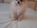 Щенки померанского шпица - фото 3
