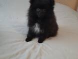 Щенки померанского шпица - фото 6