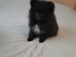 Щенки померанского шпица - фото 7