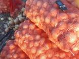 Лук репчатый - photo 1
