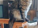 Maine Coon cinsi yavru kedi. Eksiksiz belge seti. Mükemmel soyağacı. - photo 2